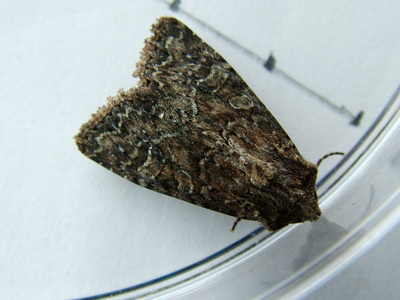 Dusky Brocade